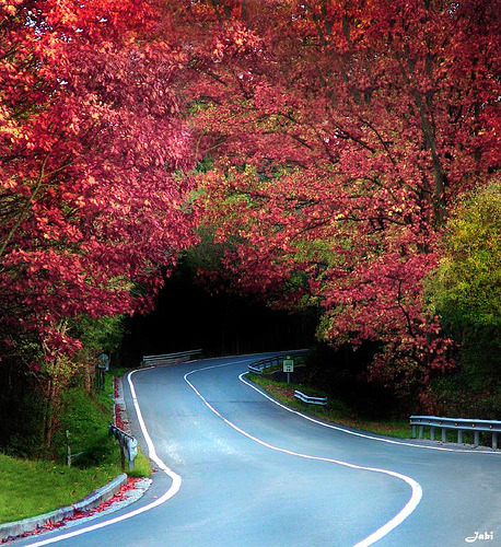 Tree Tunnel,Biscay, Basque Country, Spain