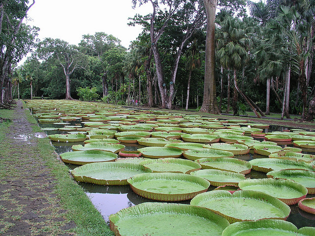 Sir Seewoosagur Ramgoolam Botanical Garden, is a popular tourist attraction near Port Louis, Mauritius, and the oldest botanical garden in the Southern Hemisphere. The...