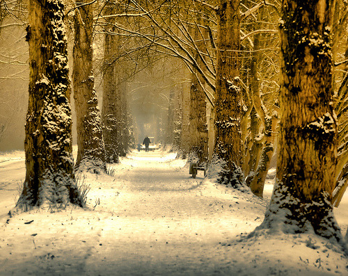 Winter Walk, The Netherlands