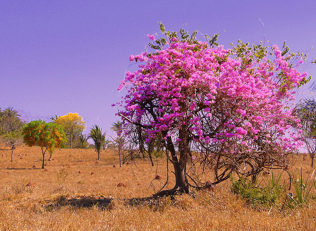 by jc.patricio on Flickr.Savannah Trees in Pantanal, Brazil.