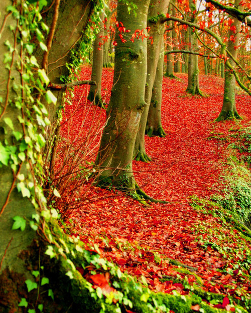 Red Forest, Dublin Ireland