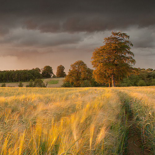 Field of Gold, Tadcaster, England
