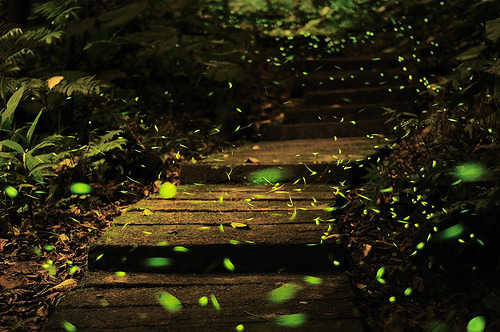 Firefly Path, Taiwan