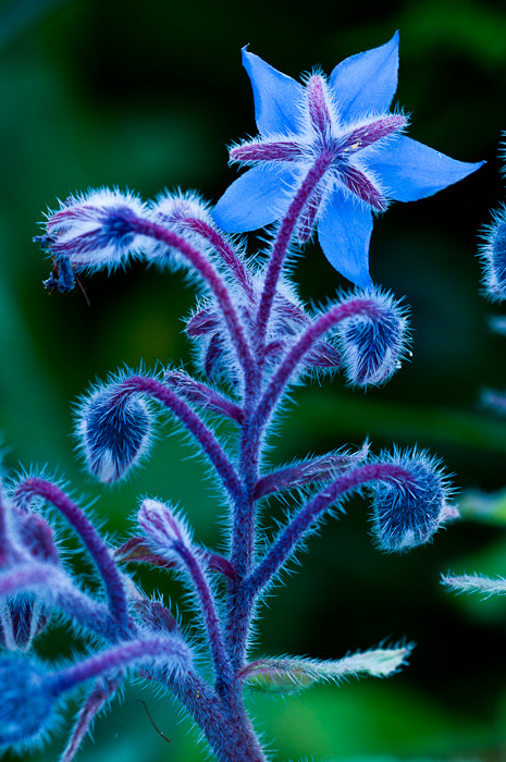 Blue Wildflower, Germany