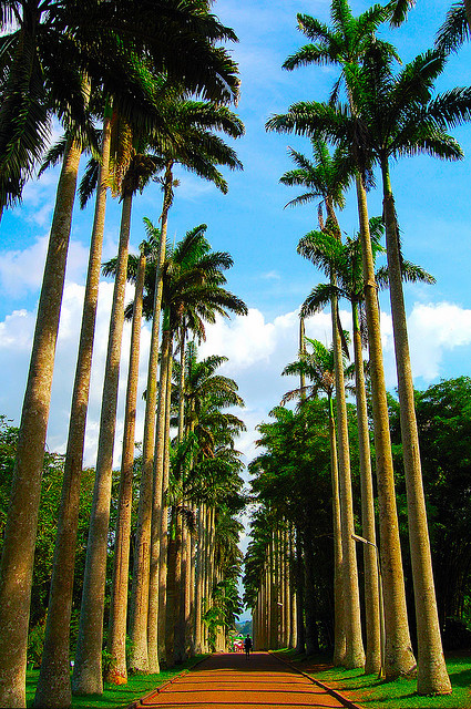 Palm tree avenue in Aburi Botanical Gardens, Ghana