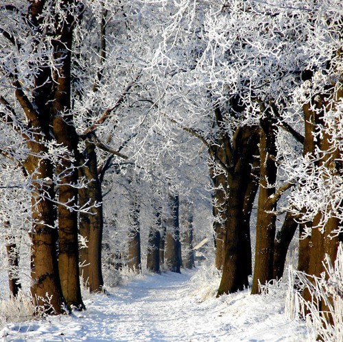 Snow Path, Baden-Wurttenberg, Germany