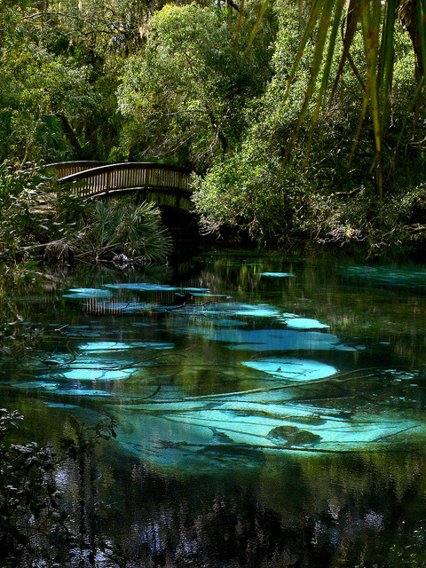 Fern Hammock Springs in North-Central Florida, USA