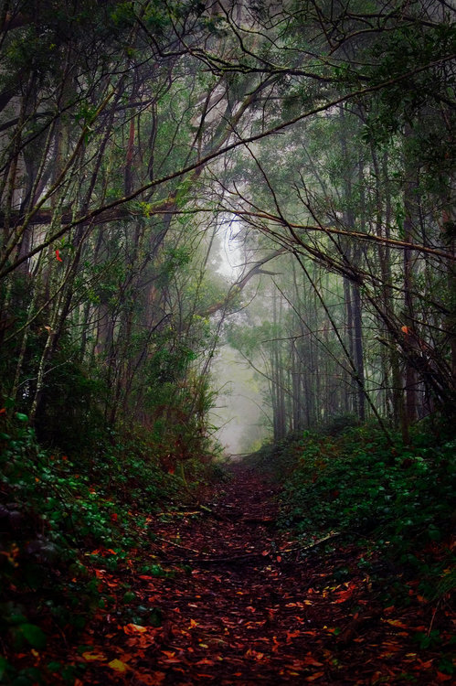 Dark Forest, Australia