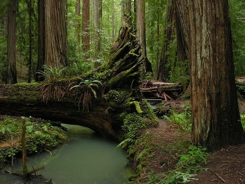 Redwood Forest, Mendocino, California