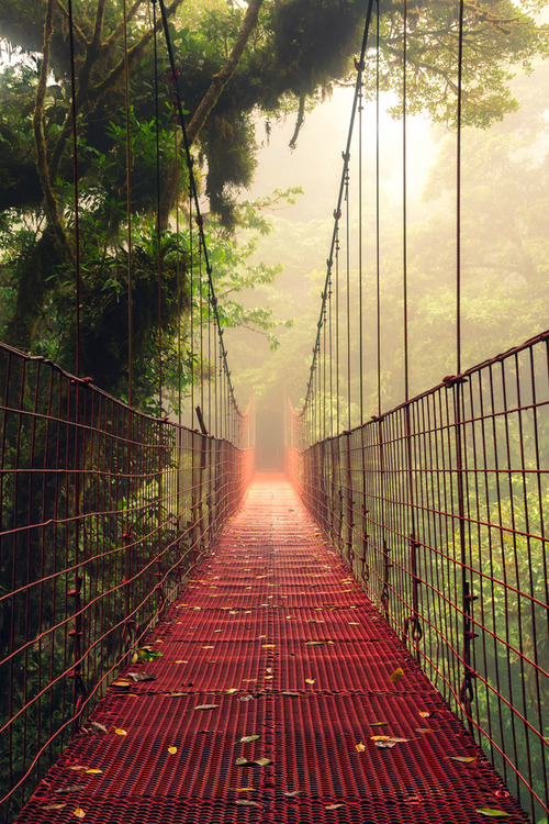 Fog Bridge, Costa Rica