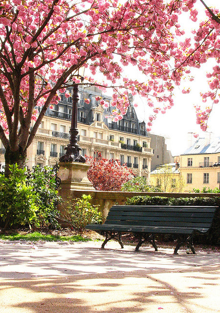 Cherry Blossom Park, Paris, France