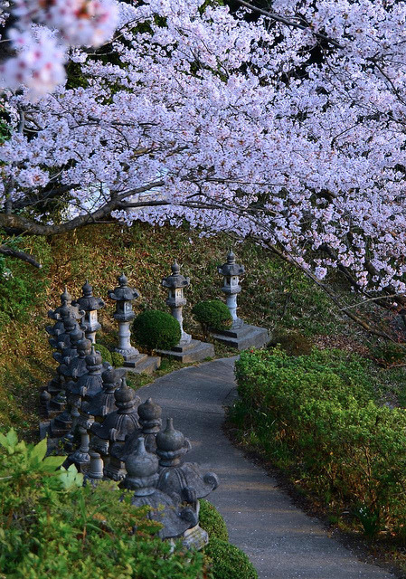 Cherry blossom path in Kojima, Japan