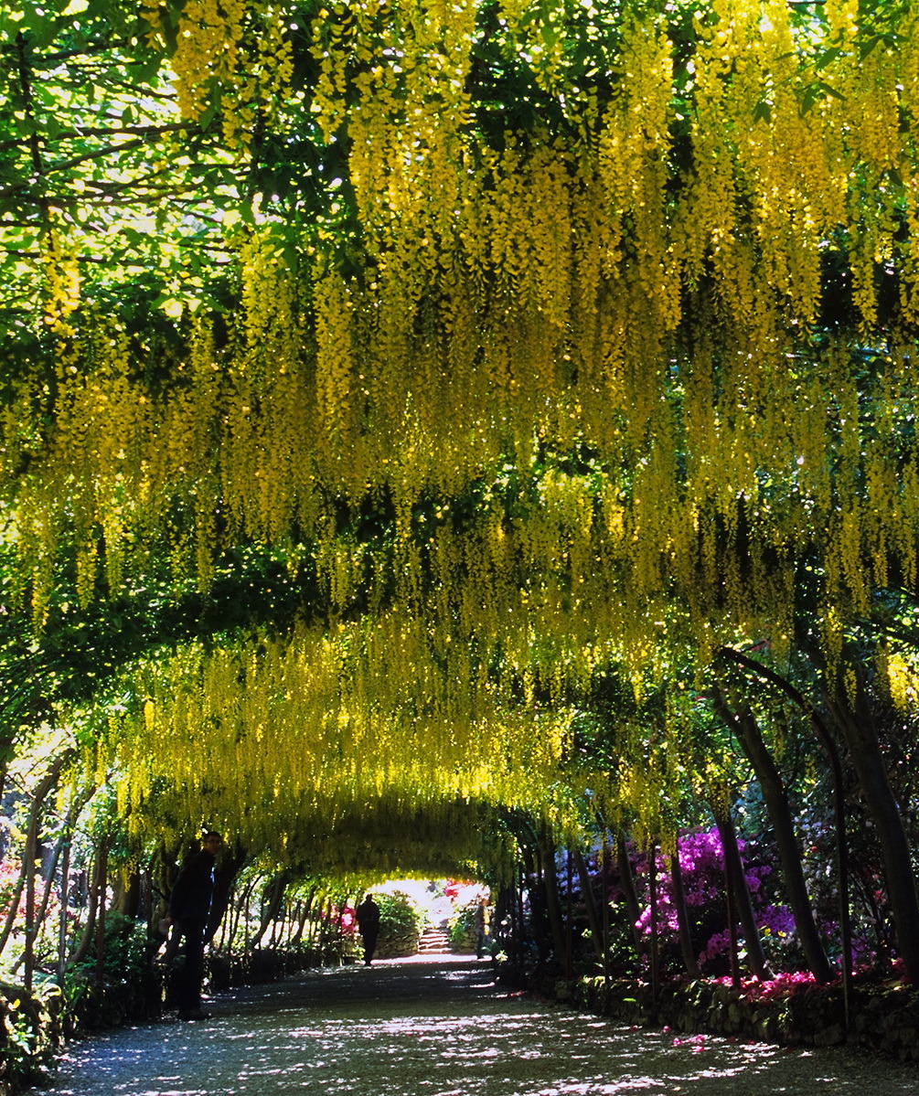 The famous laburnum arch at Bodnant Garden in Conwy, Wales