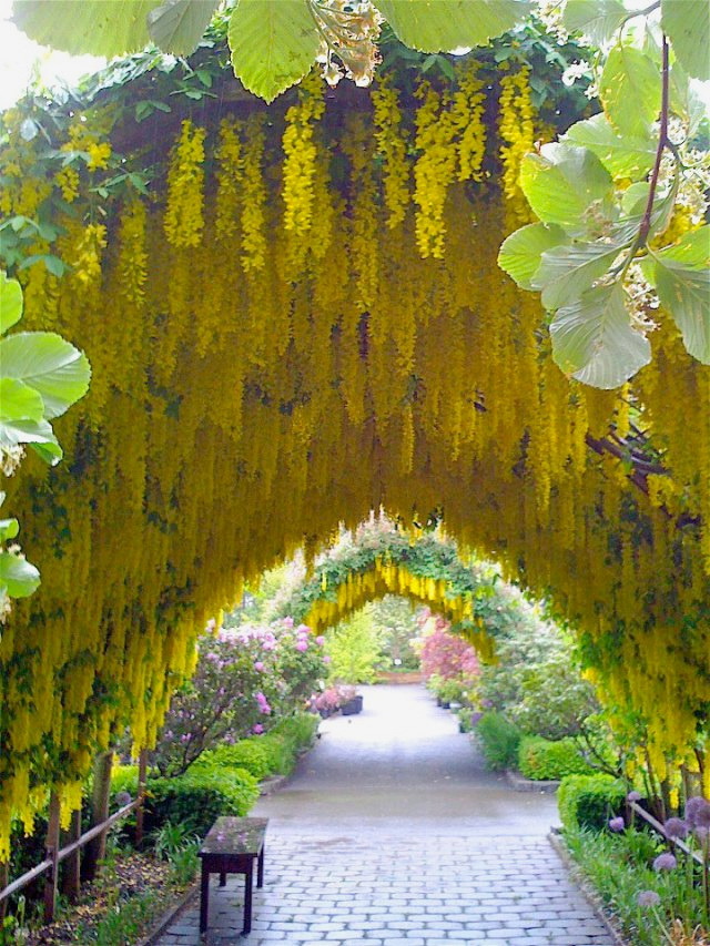 The Laburnum arch, Whidbey Island, Washington, USA