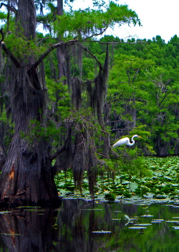 Caddo Lake State Park in Texas, USA