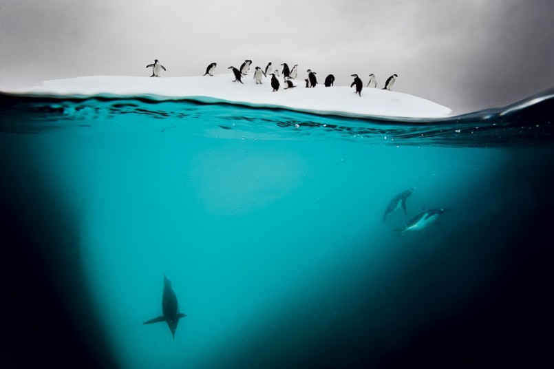Danko Island, Antarctica